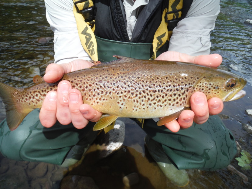 Abercynrig trout - MS of Hereford